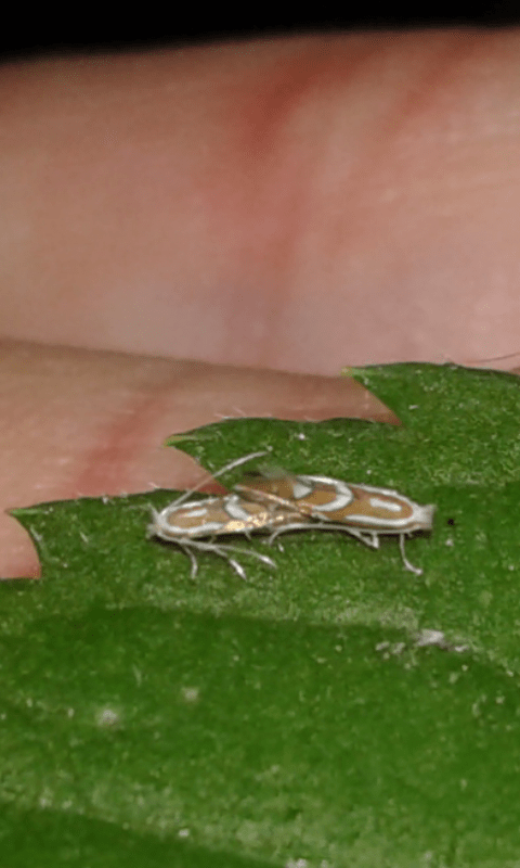 Gracillariidae : Phyllonorycter sp.?   S, Phyllonorycter cfr. monspessulanella